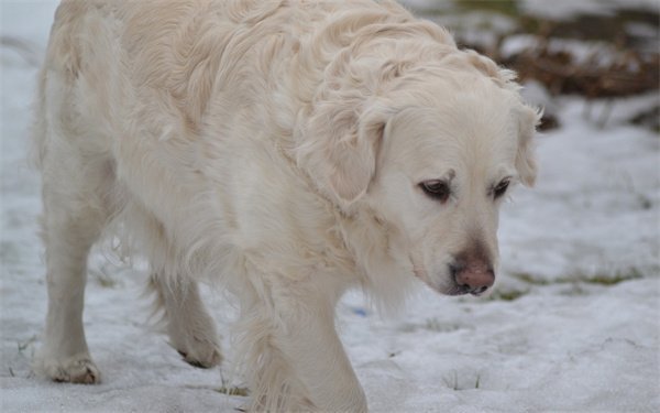 冬天适合养狗吗 冬季养狗注意这些问题，让狗狗冬天不在寒冷