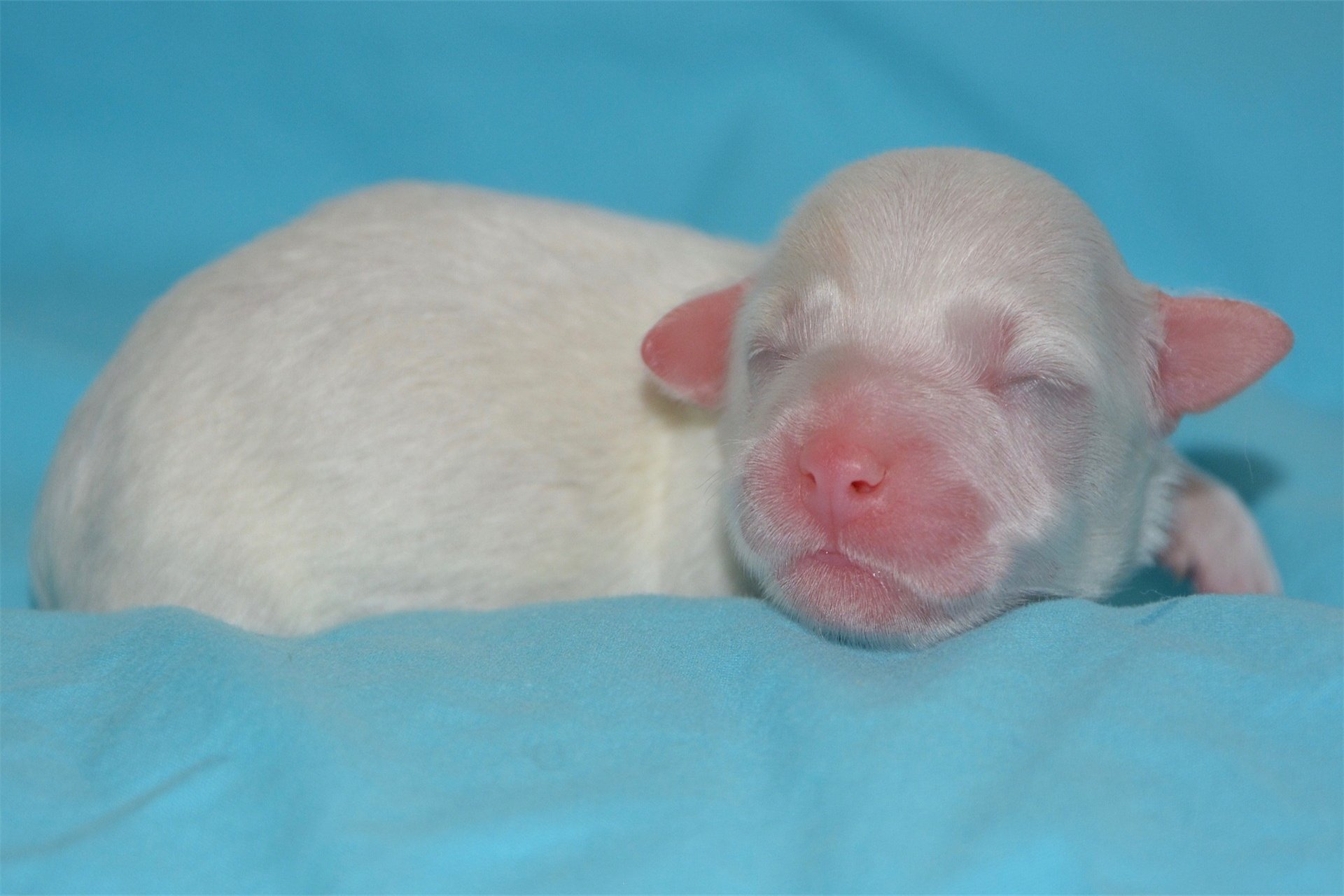 20天的小狗能养活吗？出生20天的小狗照顾方法有哪些？