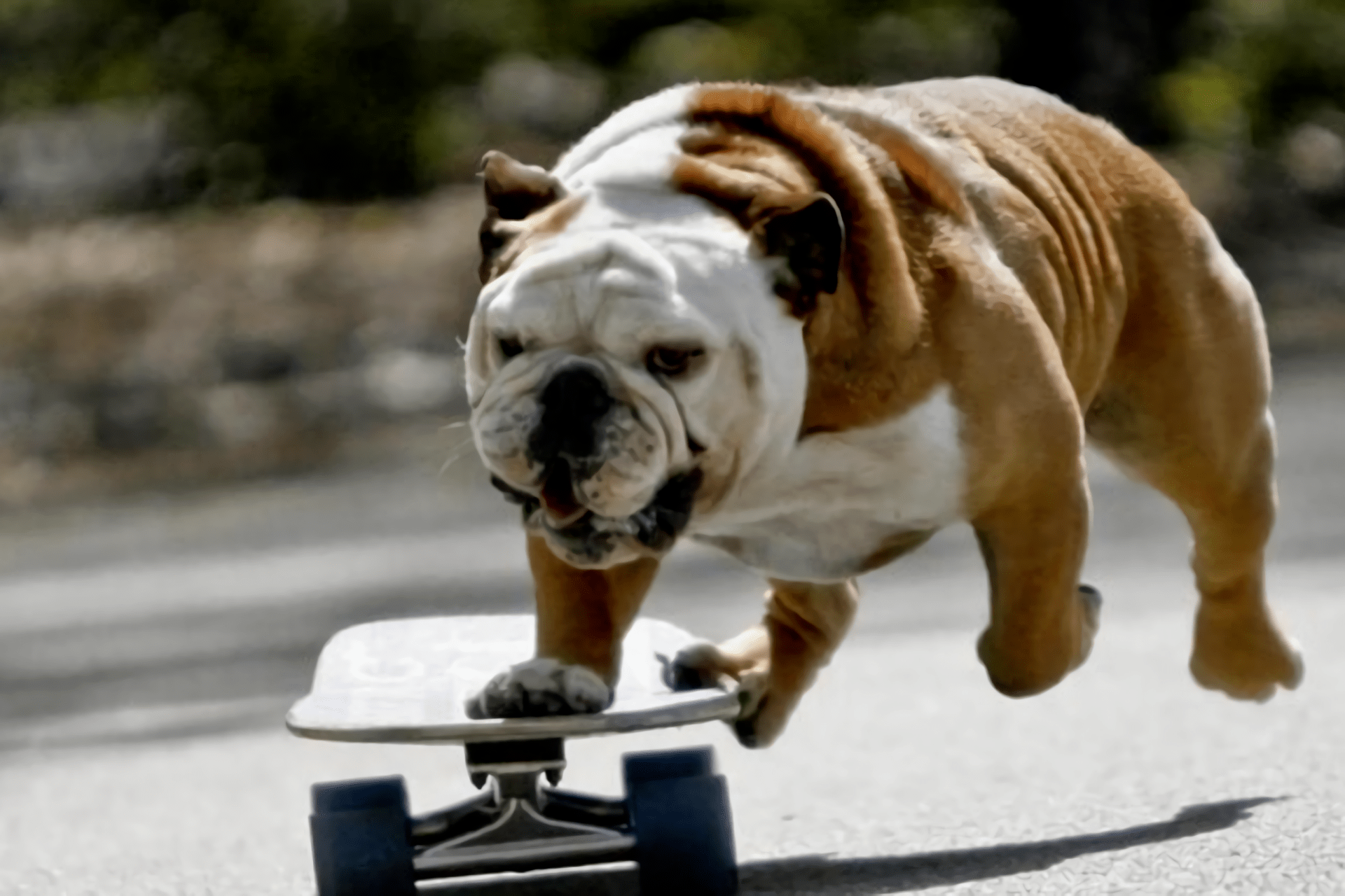 城市训狗教程网叫你如何训练狗狗滑滑板
